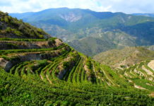 Zypriotische Weine? Und ob! Tsiakkas-Rebberge