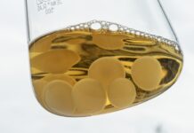 Strom aus Pilzen Gerade im Bereich der Materialwissenschaft sind Pilze noch zu wenig erforscht und genutzt. Bild: Empa