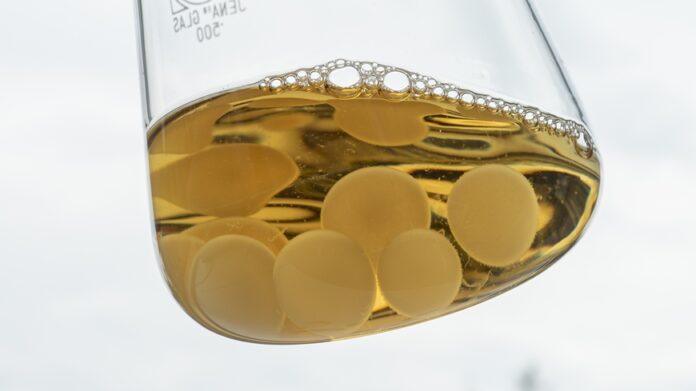 Gerade im Bereich der Materialwissenschaft sind Pilze noch zu wenig erforscht und genutzt. Bild: Empa